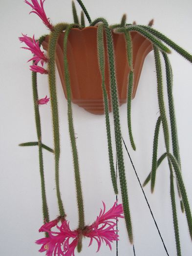 Aporocactus flageliformis - cactusi - 2013