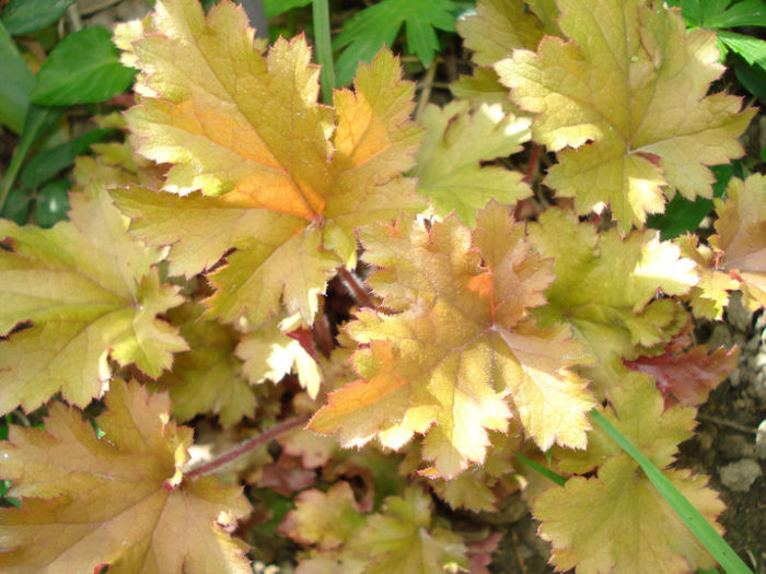 DSC03206 - Heuchera Heucherella si Hosta