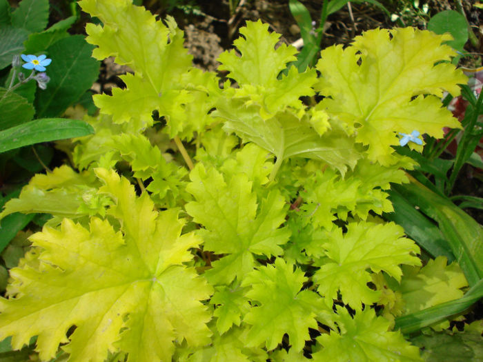 H. "Pear Crisp" - Heuchera Heucherella si Hosta