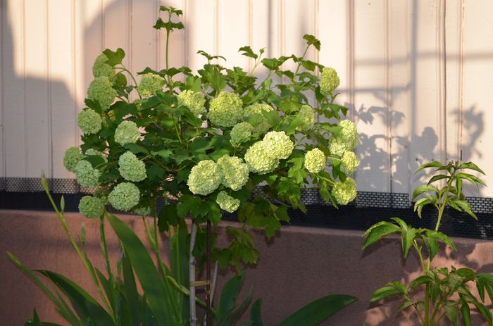 DSC_0897 - 1Gradina mult visata