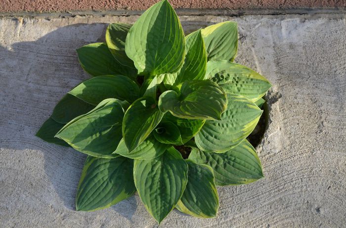 DSC_0889 - 1Gradina mult visata