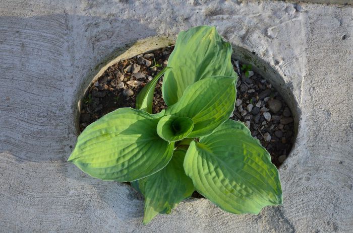 DSC_0890 - 1Gradina mult visata