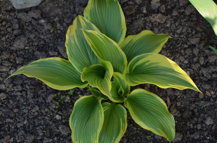 DSC_0891 - 1Gradina mult visata