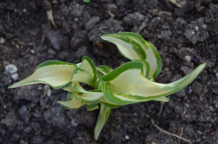 DSC_0892 - 1Gradina mult visata