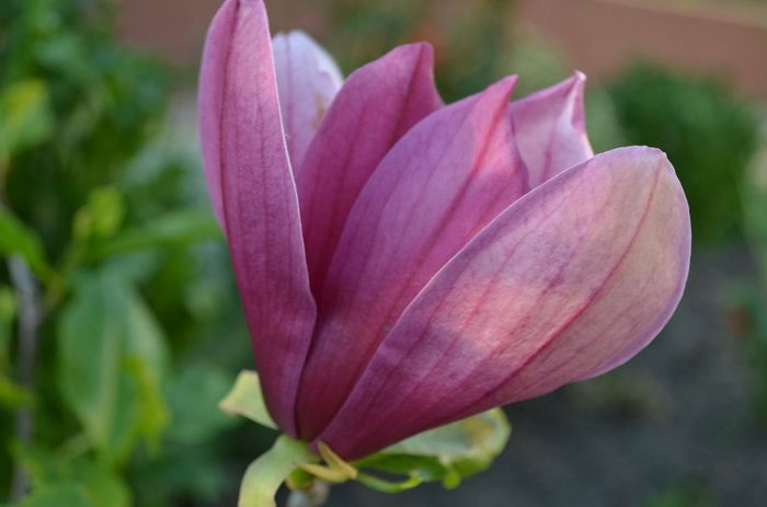 DSC_0881 - 1Gradina mult visata