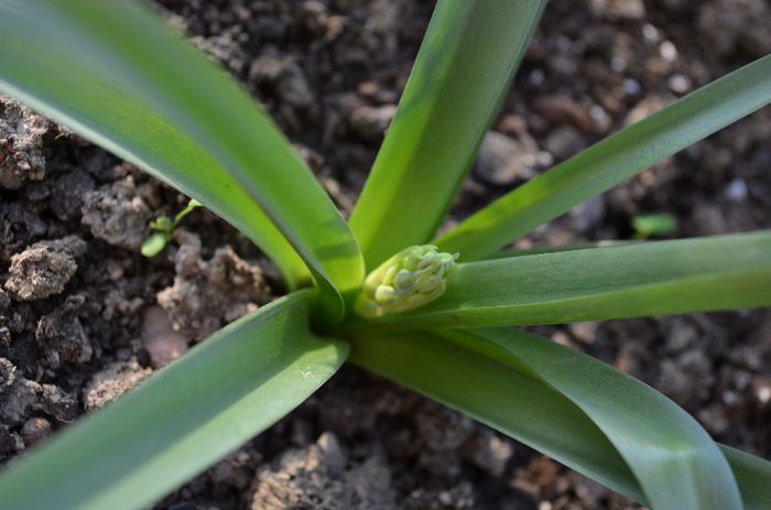 DSC_0883 - 1Gradina mult visata