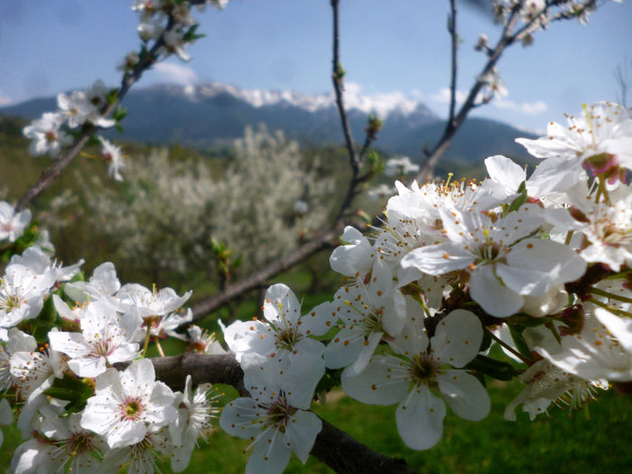 flo1; primavara, flori de corcodus
