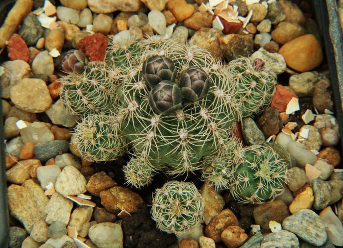 Gymnocalycium bruchii