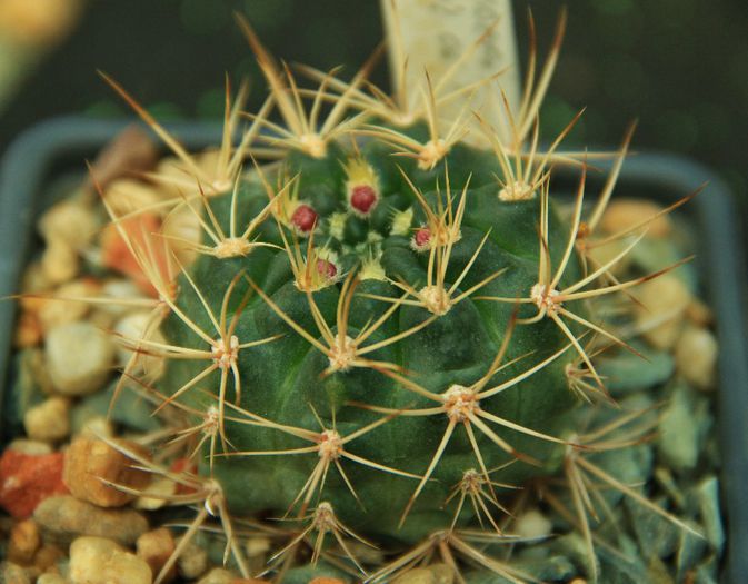 Gymnocalycium neuhuberi - Gymnocalycium neuhuberi