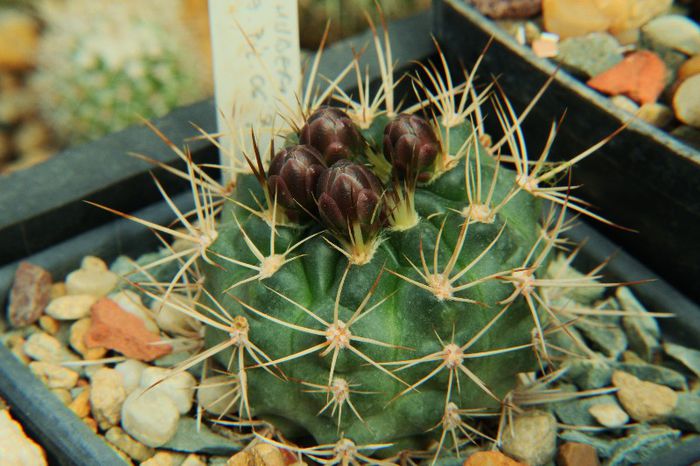 Gymnocalycium neuhuberi