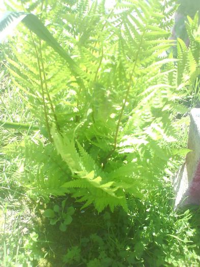 DSC03518 - flori  diverse