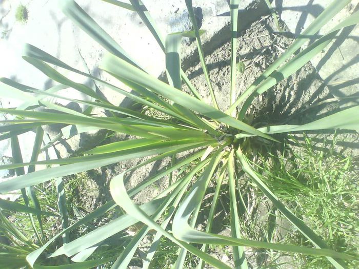 DSC03519 - flori  diverse