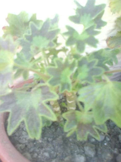 muscata  deosebita  rosie - flori  diverse