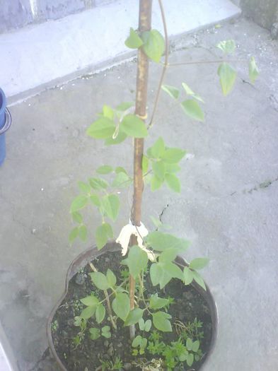 clematita  mov - flori  diverse