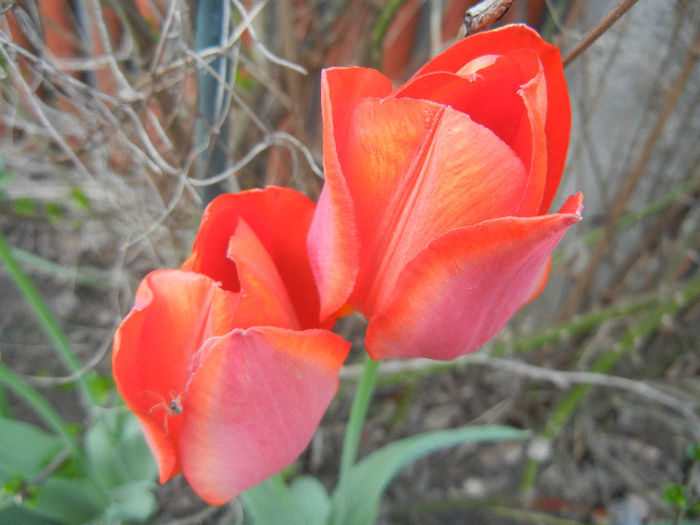 Tulipa Orange Bouquet (2013, April 27)