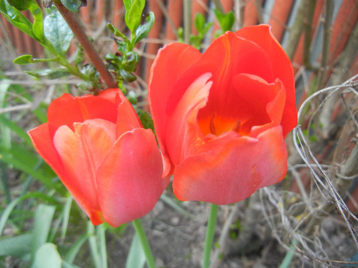 Tulipa Orange Bouquet (2013, April 27) - Tulipa Orange Bouquet