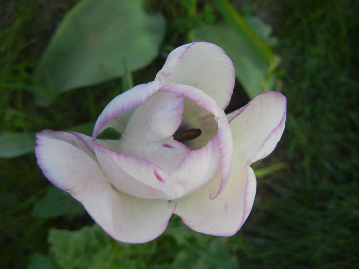 Tulipa Shirley (2013, April 27)