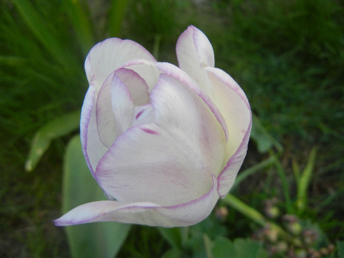 Tulipa Shirley (2013, April 27)