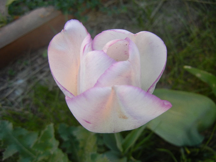 Tulipa Shirley (2013, April 27) - Tulipa Shirley