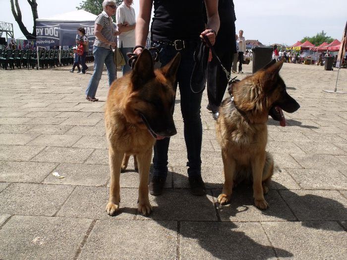 Ciob germani (oradea) - Expo Canina Timisoara 2013