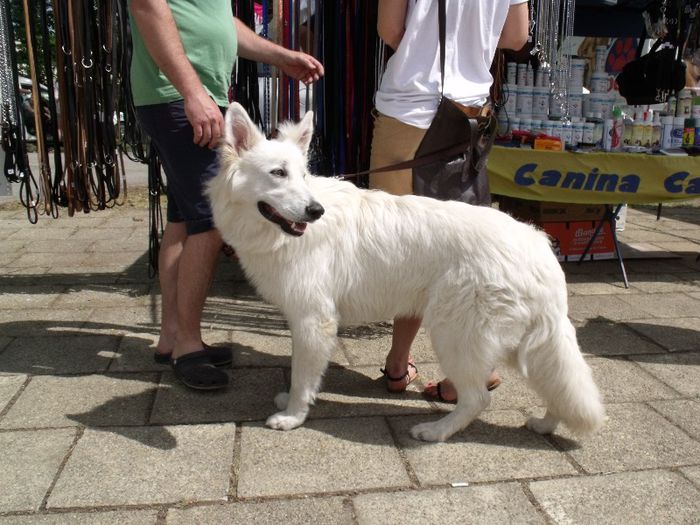 Ciobanesc elvetian - Expo Canina Timisoara 2013