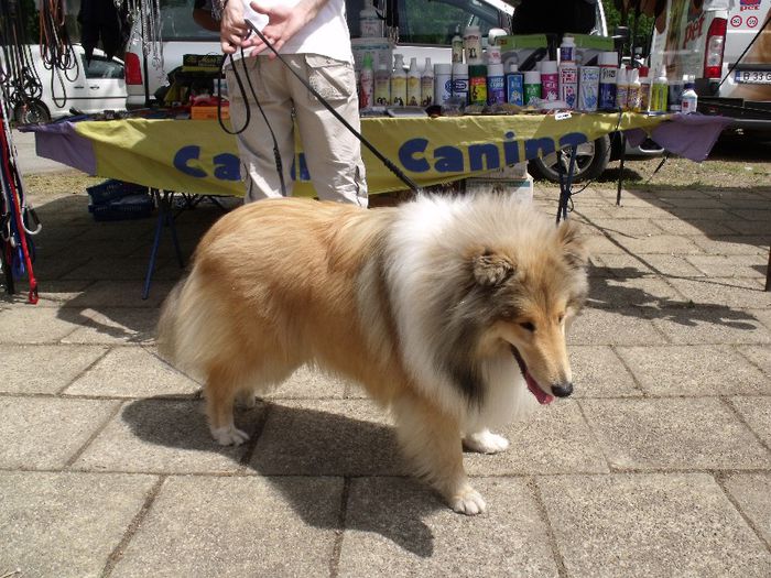 Collie - Expo Canina Timisoara 2013