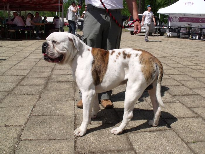 Bulldog American - Expo Canina Timisoara 2013