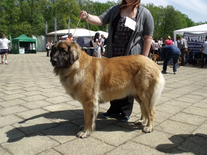 Leonberger - Expo Canina Timisoara 2013