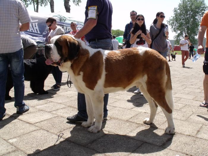Saint Bernard - Expo Canina Timisoara 2013