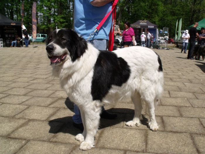 Ciob de Bucovina - Expo Canina Timisoara 2013