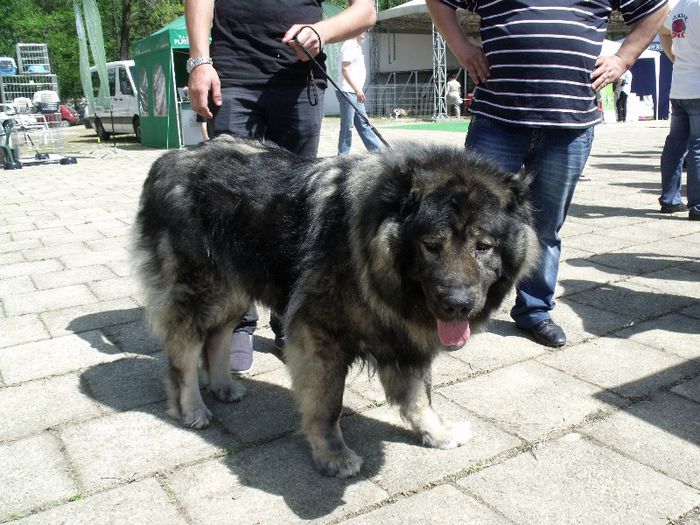 CIob Caucazian - Expo Canina Timisoara 2013