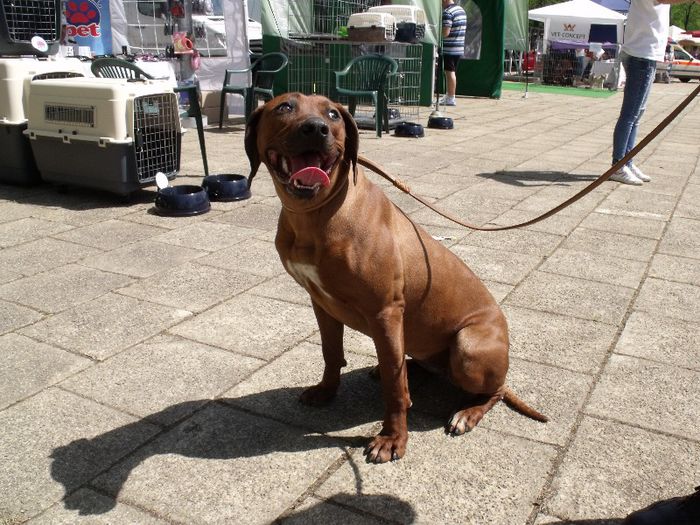 Rhodesian Ridgeback