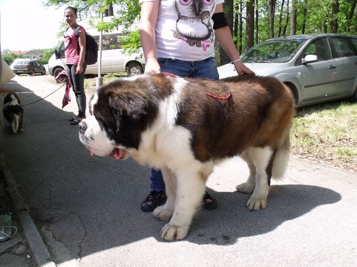 Saint Bernard - Expo Canina Timisoara 2013