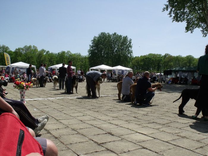 DSCF0037 - Expo Canina Timisoara 2013