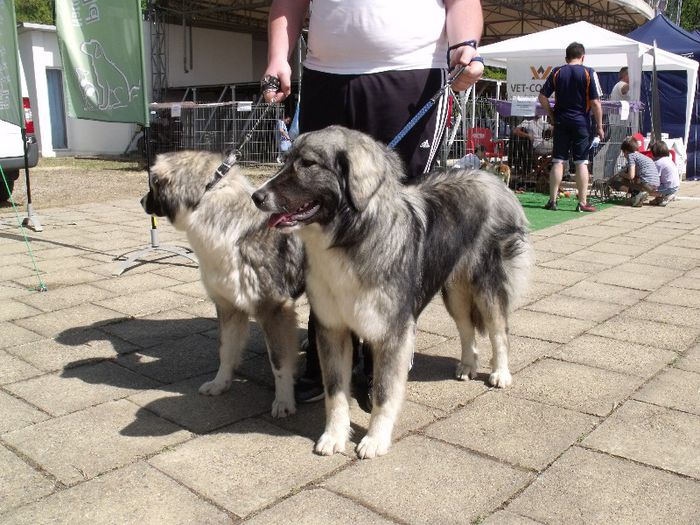 Ciob carpatin - Expo Canina Timisoara 2013