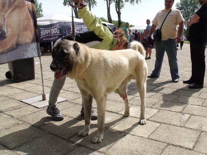 Ciobanesc de Anatolia - Expo Canina Timisoara 2013