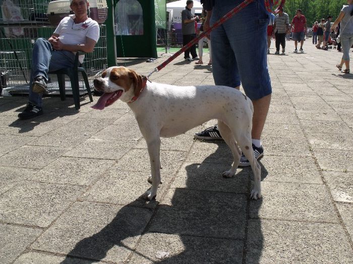 Pointer englez - Expo Canina Timisoara 2013