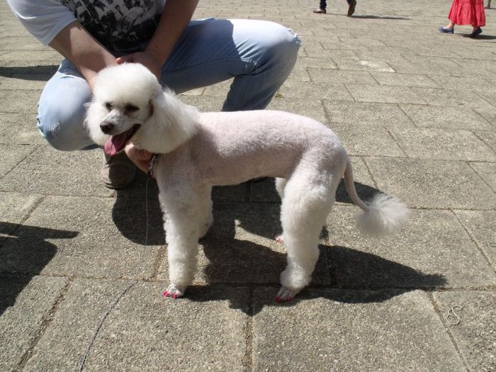 Caniche - Expo Canina Timisoara 2013