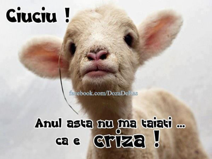 391020_491069640948341_1170791863_n - xo_Doza de ras_xo