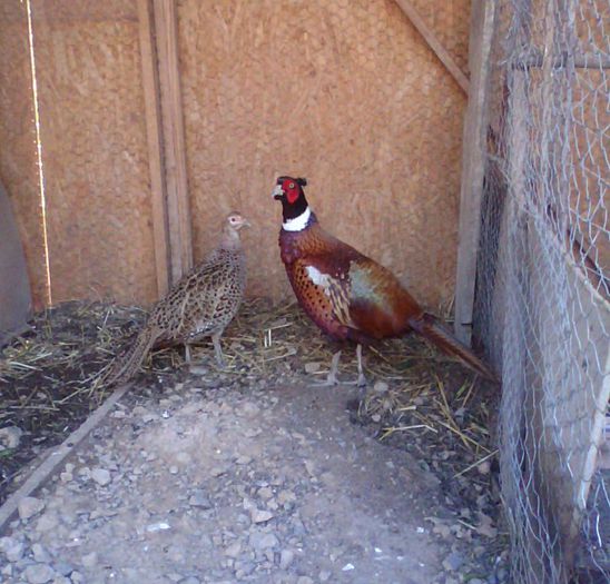 190413-1905(001) - Phasianus colchicus - fazanul de vanatoare