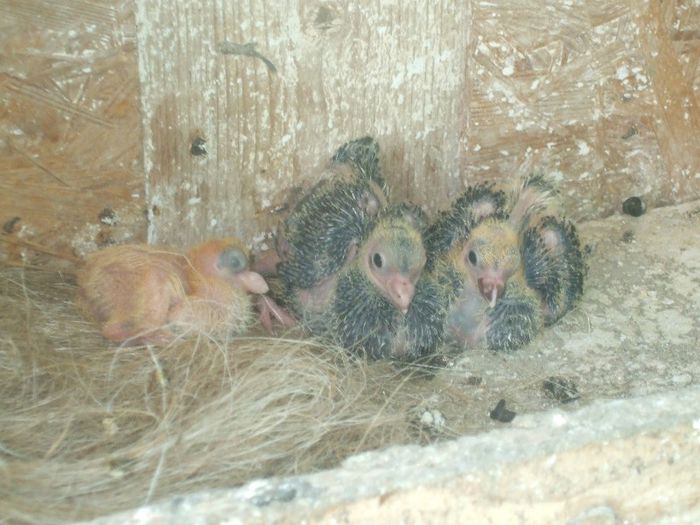 bimoatat rosu cu satinet rezultate