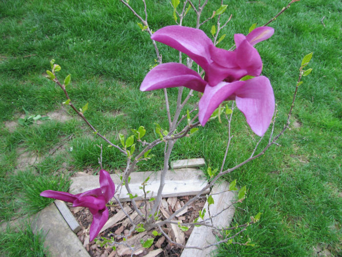 magnolie susan