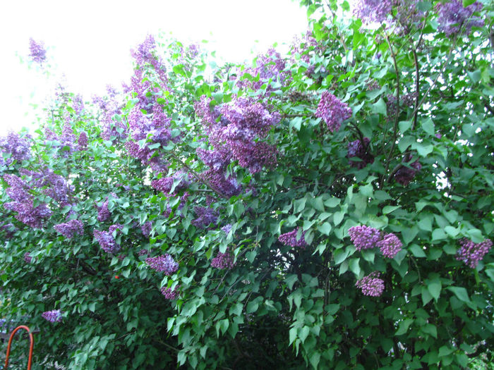 IMG_0620