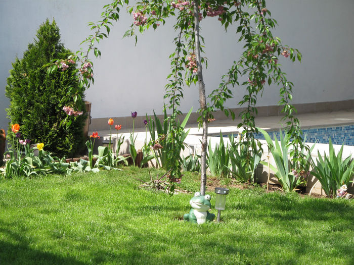 IMG_0631 - aprilie in gradina 2013