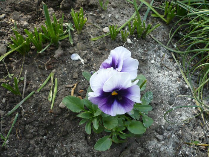 P1020954; SPLENDOARE de culori
