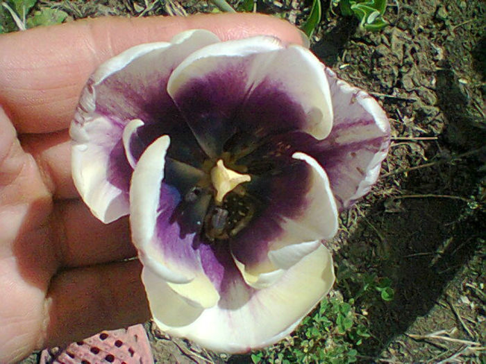 Fotogr.1044