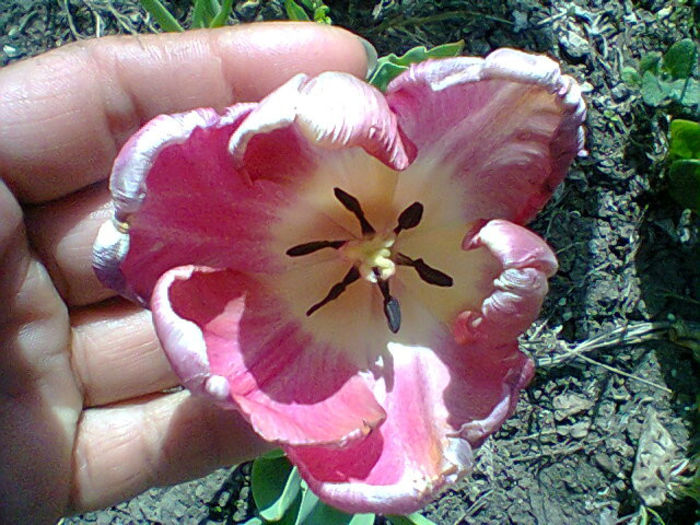 Fotogr.1046