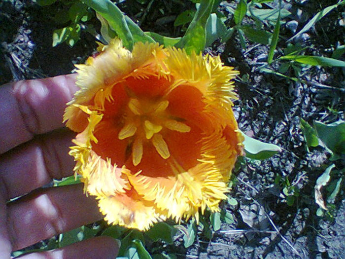 Fotogr.1050