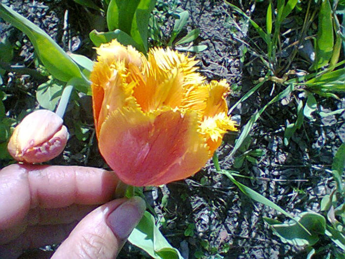 Fotogr.1051