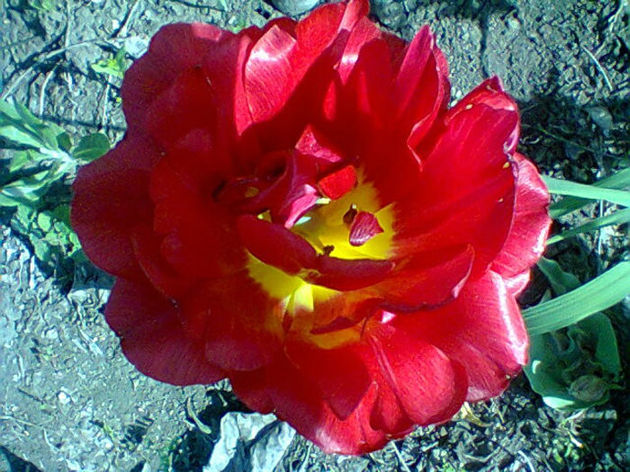 Fotogr.1052